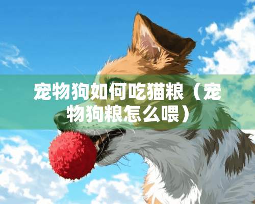 宠物狗如何吃猫粮（宠物狗粮怎么喂）