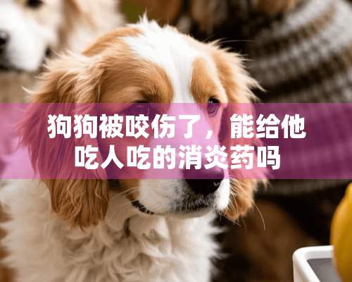 狗狗被咬伤了，能给他吃人吃的消炎药吗