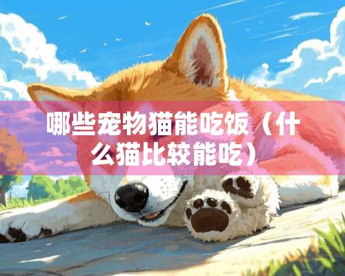 哪些宠物猫能吃饭（什么猫比较能吃）