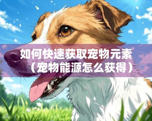 如何快速获取宠物元素（宠物能源怎么获得）