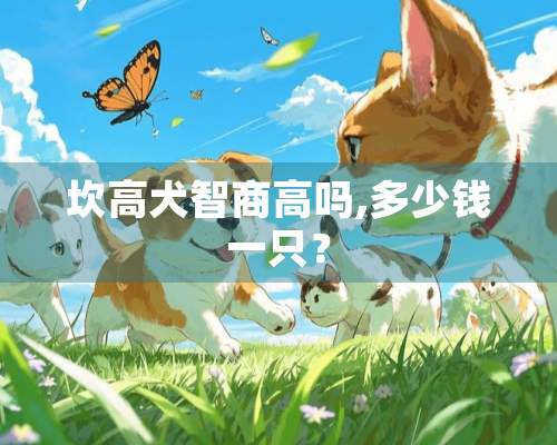 坎高犬智商高吗,多少钱一只？