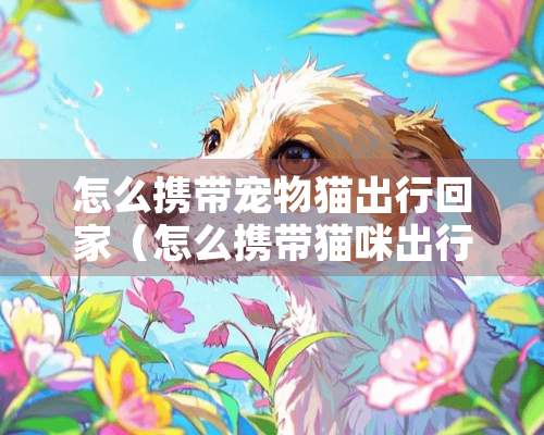 怎么携带宠物猫出行回家（怎么携带猫咪出行呀）