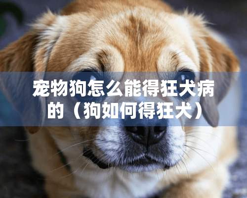 宠物狗怎么能得狂犬病的（狗如何得狂犬）