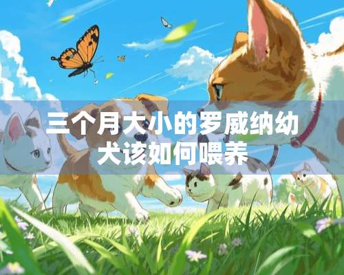 三个月大小的罗威纳幼犬该如何喂养