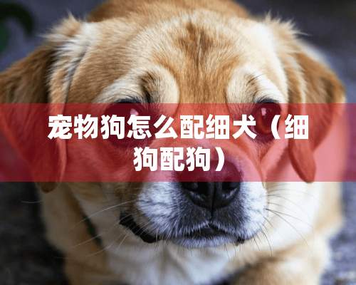 宠物狗怎么配细犬（细狗配狗）