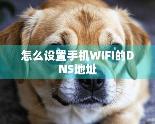 怎么设置手机WIFI的DNS地址