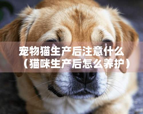 宠物猫生产后注意什么（猫咪生产后怎么养护）