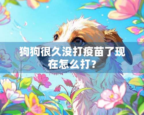 狗狗很久没打**了现在怎么打？