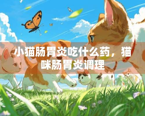 小猫肠胃炎吃什么药，猫咪肠胃炎调理