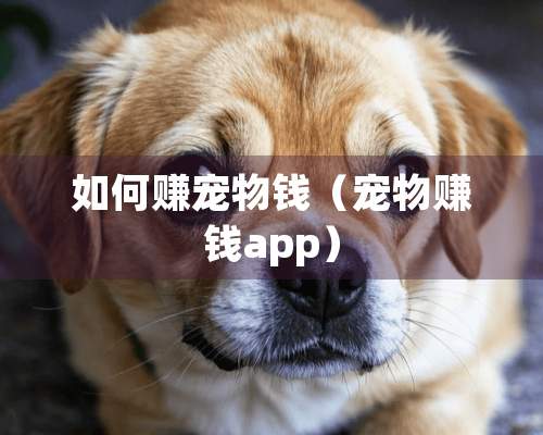 如何赚宠物钱（宠物赚钱app）