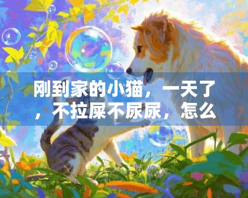 刚到家的小猫，一天了，不拉屎不尿尿，怎么办