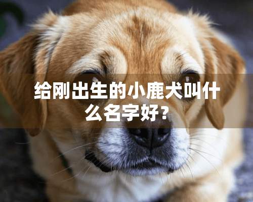 给刚出生的小鹿犬叫什么名字好？