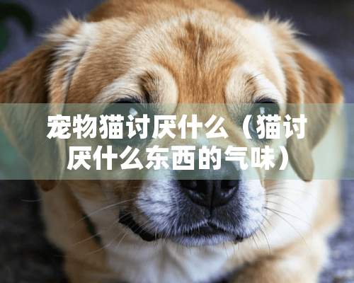 宠物猫讨厌什么（猫讨厌什么东西的气味）