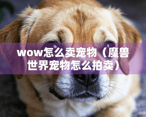 wow怎么卖宠物（魔兽世界宠物怎么拍卖）