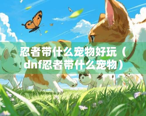 忍者带什么宠物好玩（dnf忍者带什么宠物）