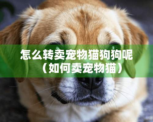 怎么转卖宠物猫狗狗呢（如何卖宠物猫）