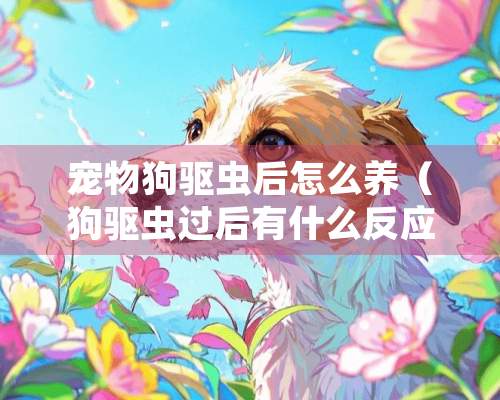 宠物狗驱虫后怎么养（狗驱虫过后有什么反应）