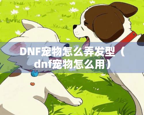 DNF宠物怎么弄发型（dnf宠物怎么用）