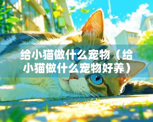 给小猫做什么宠物（给小猫做什么宠物好养）