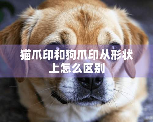 猫爪印和狗爪印从形状上怎么区别