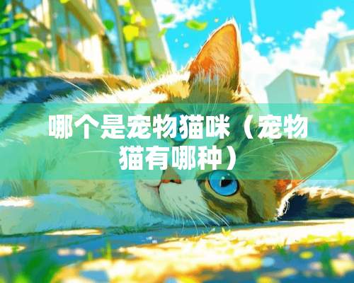 哪个是宠物猫咪（宠物猫有哪种）