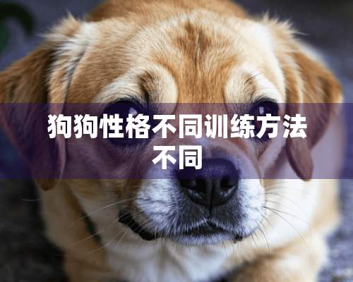 狗狗性格不同训练方法不同