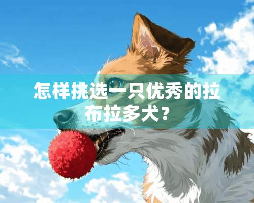 怎样挑选一只优秀的拉布拉多犬？