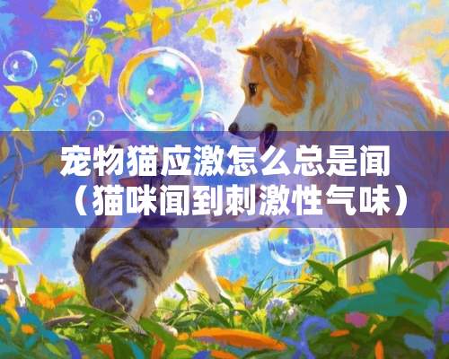 宠物猫应激怎么总是闻（猫咪闻到刺激性气味）