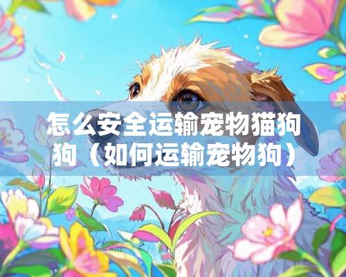 怎么安全运输宠物猫狗狗（如何运输宠物狗）