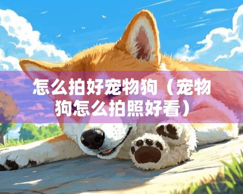 怎么拍好宠物狗（宠物狗怎么拍照好看）