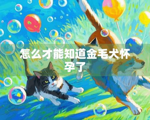 怎么才能知道金毛犬怀孕了