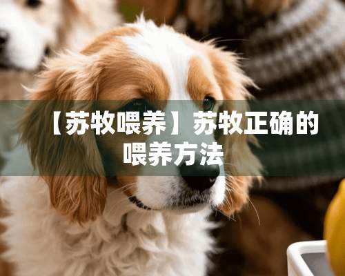 【苏牧喂养】苏牧正确的喂养方法