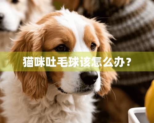 猫咪吐毛球该怎么办？