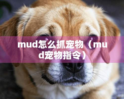 mud怎么抓宠物（mud宠物指令）