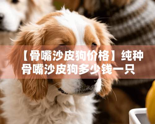 【骨嘴沙皮狗价格】纯种骨嘴沙皮狗多少钱一只？