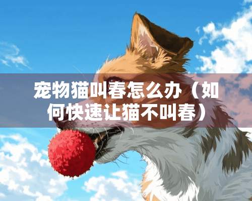 宠物猫叫春怎么办（如何快速让猫不叫春）