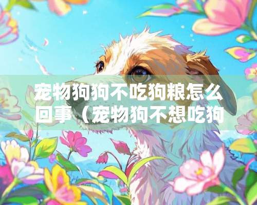 宠物狗狗不吃狗粮怎么回事（宠物狗不想吃狗粮是什么原因）