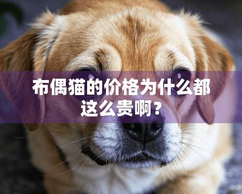 布偶猫的价格为什么都这么贵啊？