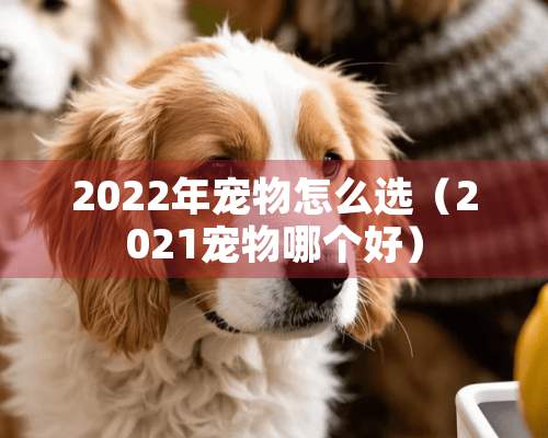 2022年宠物怎么选（2021宠物哪个好）