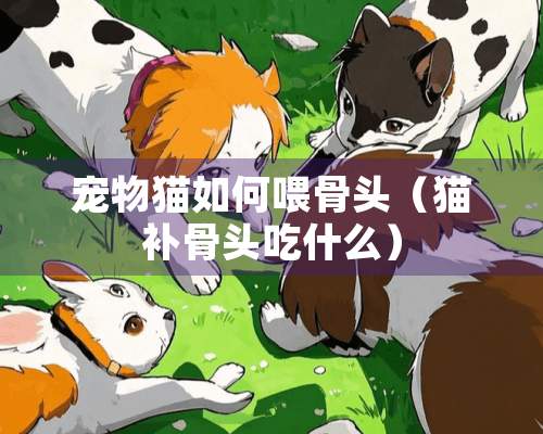 宠物猫如何喂骨头（猫补骨头吃什么）