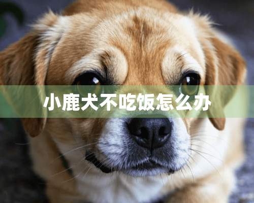 小鹿犬不吃饭怎么办