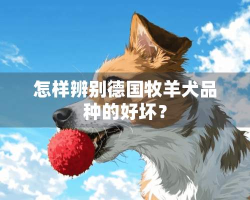 怎样辨别德国牧羊犬品种的好坏？