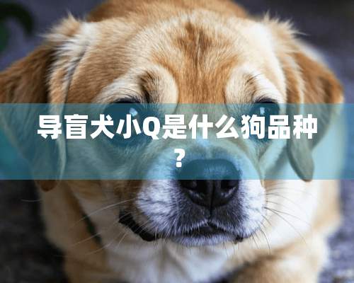 导盲犬小Q是什么狗品种？