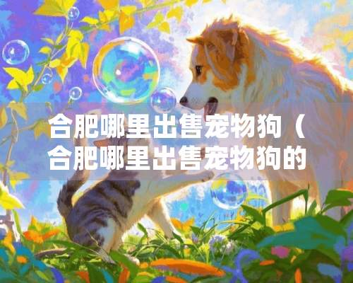 合肥哪里出售宠物狗（合肥哪里出售宠物狗的）