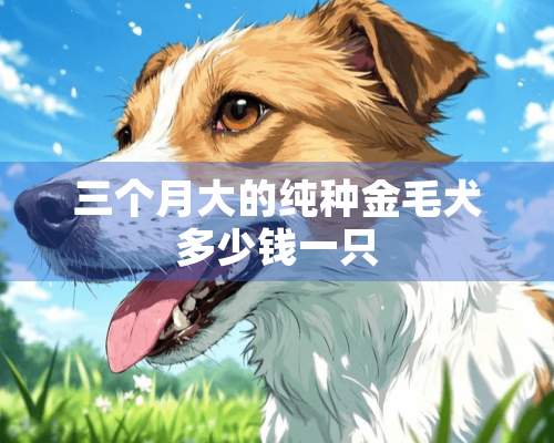 三个月大的纯种金毛犬多少钱一只