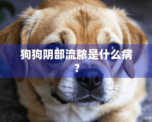 狗狗*部流脓是什么病？