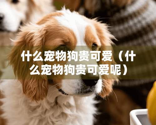 什么宠物狗贵可爱（什么宠物狗贵可爱呢）