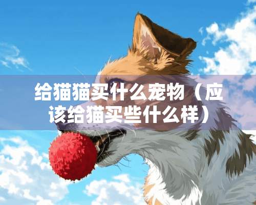 给猫猫买什么宠物（应该给猫买些什么样）