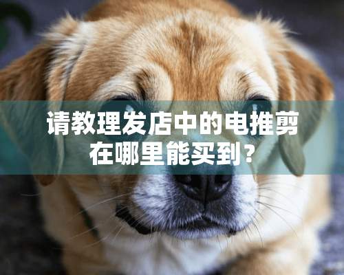 请教理发店中的电推剪在哪里能买到？