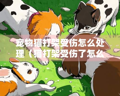 宠物猫打架受伤怎么处理（猫打架受伤了怎么办）